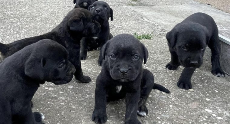 Cane Corso puppies for sale