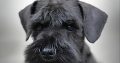 Miniature Schnauzer Black Puppies