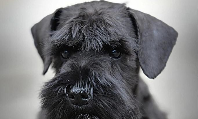 Miniature Schnauzer Black Puppies