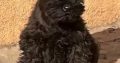 Miniature Schnauzer Black Puppies