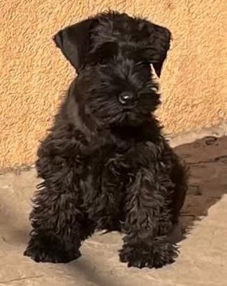 Miniature Schnauzer Black Puppies