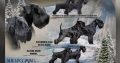Miniature Schnauzer Black Puppies