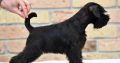 Miniature Schnauzer Black Puppies