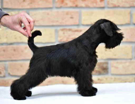 Miniature Schnauzer Black Puppies
