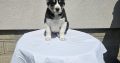 Central Asian Shepherd puppies