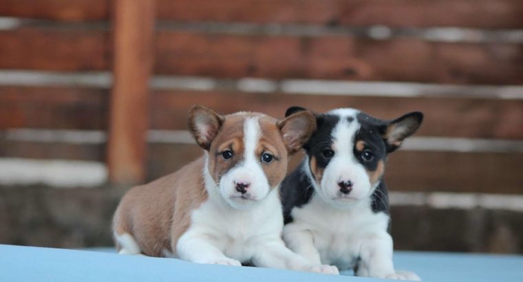 Basenji puppies for sale
