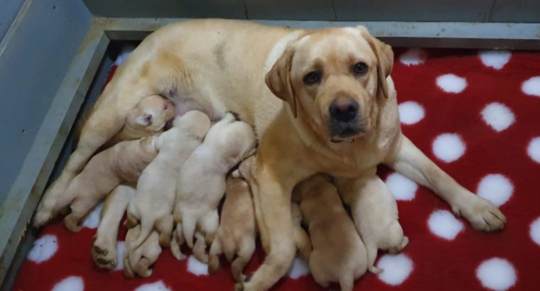 Labrador Retriever Puppies