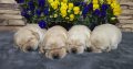 Labrador Retriever Puppies