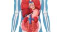 Why Internal Medicine Is the Backbone of Modern Healthcare