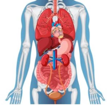 Why Internal Medicine Is the Backbone of Modern Healthcare