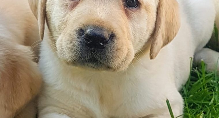 Labrador Retriever Puppies