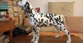 Dalmatian Puppies