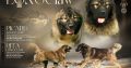 Caucasian Shepherd Dog – Beautiful Puppies