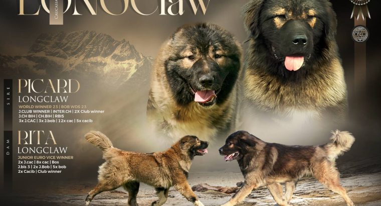 Caucasian Shepherd Dog – Beautiful Puppies