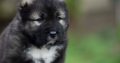 Caucasian Shepherd Dog – Beautiful Puppies