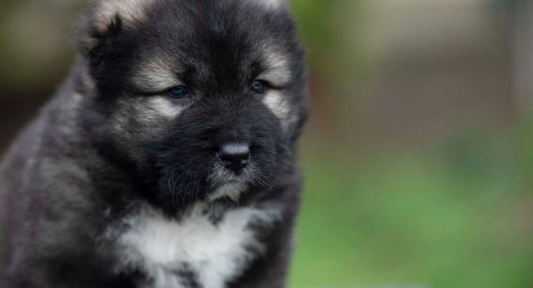Caucasian Shepherd Dog – Beautiful Puppies