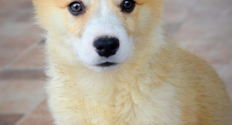 Welsh corgi pembroke puppies for sale