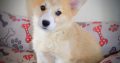 Welsh corgi pembroke puppies for sale