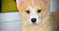 Welsh corgi pembroke puppies for sale