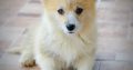Welsh corgi pembroke puppies for sale