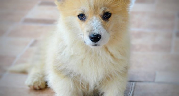 Welsh corgi pembroke puppies for sale
