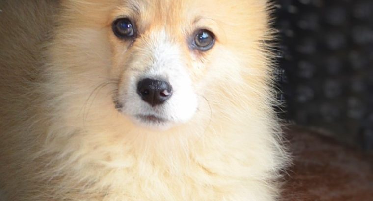 Welsh corgi pembroke puppies for sale