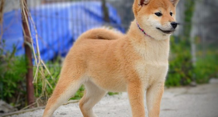 Shiba Inu puppies