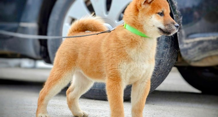 Shiba Inu puppies