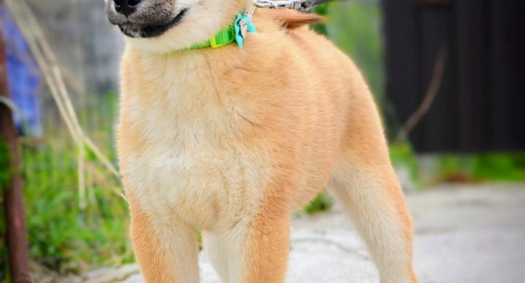 Shiba Inu puppies