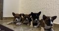 Basenji puppies for sale
