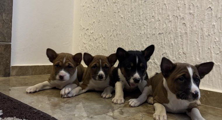 Basenji puppies for sale