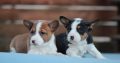 Basenji puppies for sale