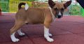 Basenji puppies for sale