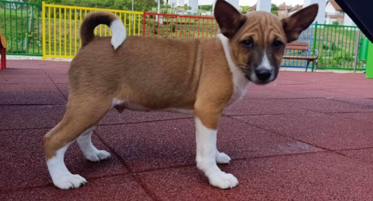 Basenji puppies for sale