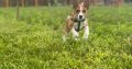 Basenji puppies for sale