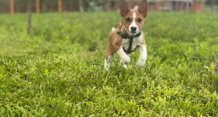 Basenji puppies for sale