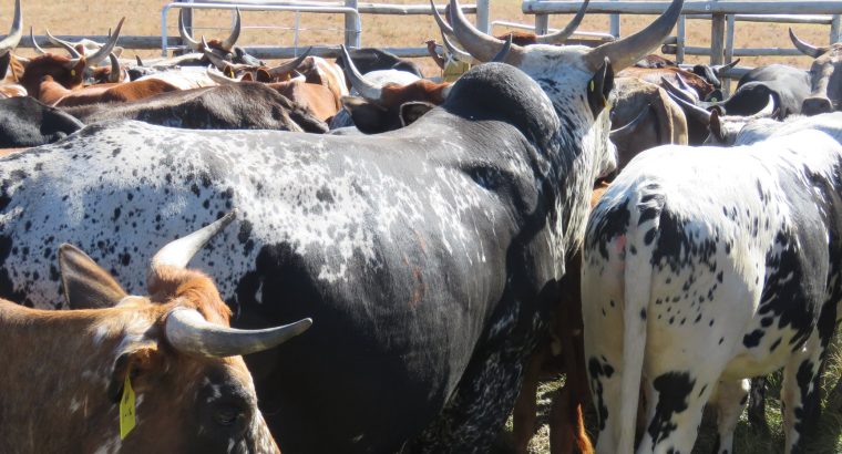 Nguni Cattle Eastern Cape