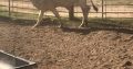 Brahman Cattle and Calves online