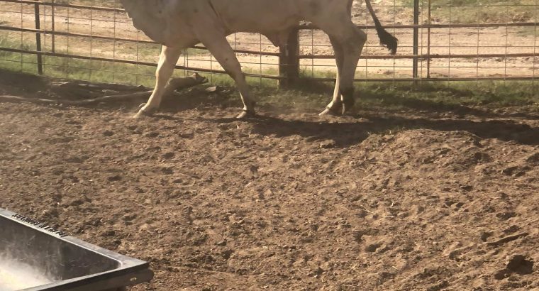 Brahman Cattle and Calves online