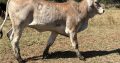 Brahman Cattle and Calves for sale