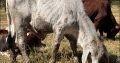Brahman Cattle and Calves for sale