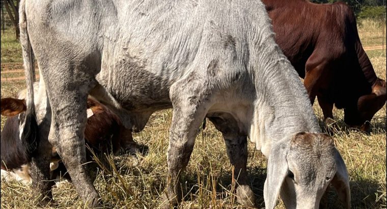 Brahman Cattle and Calves for sale