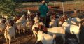 Boer goats online