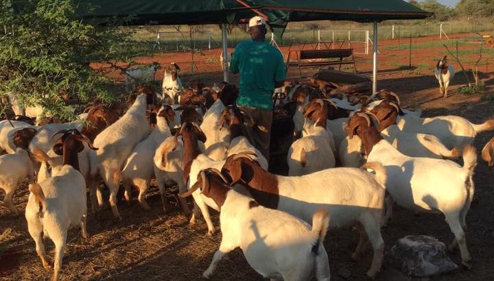 Boer goats online