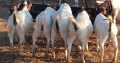 Boer goats East London