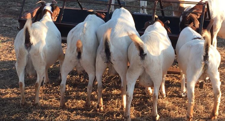 Boer goats East London