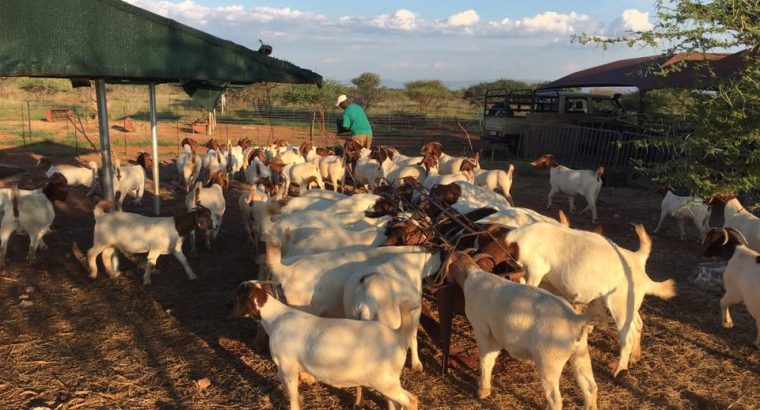 Boer goats price