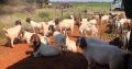 Boer and Kalahari goats South Africa