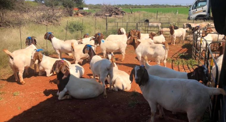Boer and Kalahari goats South Africa