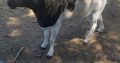 Dorper sheep supplier